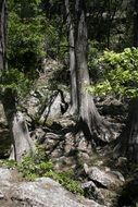 gray dry tree trunk in the forest