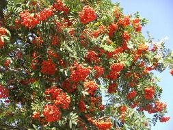 rowan tree with red berries in autumn