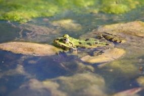 green frog floating in the pond