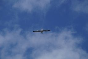 seagull soaring in the sky