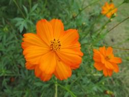 orange cute flower in the park