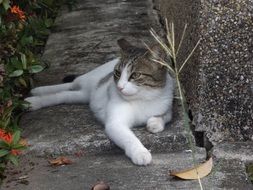 white with grey cat laying on stone