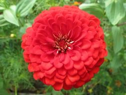 red summer flower close-up