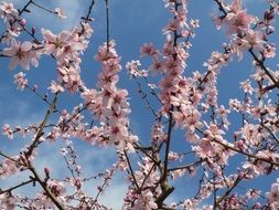 prunus dulcis almond blooming