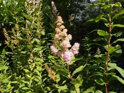 natural garden flowers