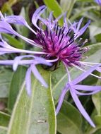 blue flowers with green leaves in nature