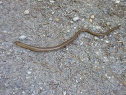 extraordinarily beautiful slow worm