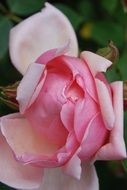 rose bloom