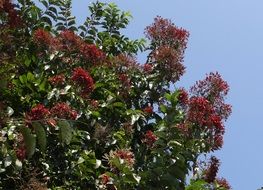 asvakarnah tree