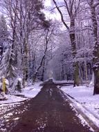 road in a magical winter forest