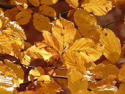 autumn beech leaves on a sunny day