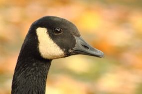 canada goose branta canadensis