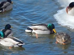 mallard ducks in the water