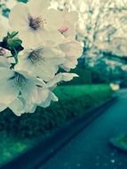 cherry blossoms in the park