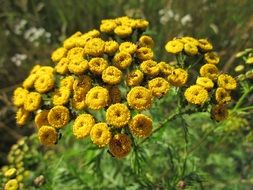 Blooming tanacetum vulgare wildflowers close-up on blurred background