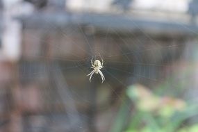 magnificent spider web