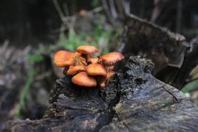 Brown mushrooms in a clearing in the forest