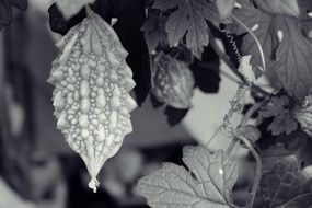 black and white photo of a green plant