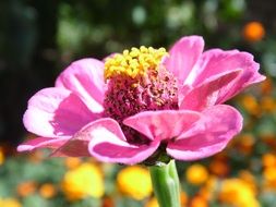 summer flower pink