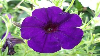 purple petunia flower in the garden