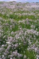 A lot of the colorful flowers on the meadow