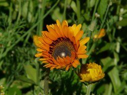 colorful daisy flower
