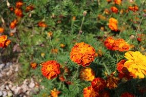 colorful autumn flowers in garden