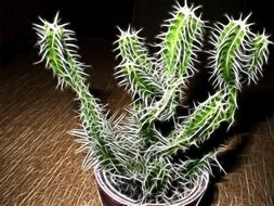 prickly elegant cactuses