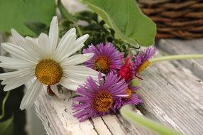 purple and white daisy flowers on a wooden bench