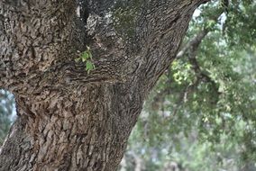 oak tree nature