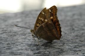 brown butterfly on gray granite