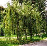 landscape of green weeping willow in the alley