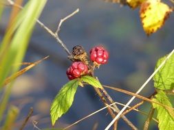 wild blackberry bush