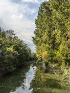 Danube river in a forest