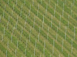 winegrowing field