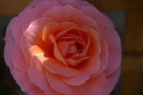 Picture of natural rose blossom on a blurred background