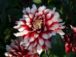 elegant dahlia