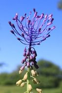 Picture of leopoldia flowers
