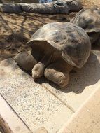 turtle on wooden boards