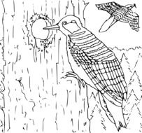 woodpeckers, birds on tree and in flight, coloring page