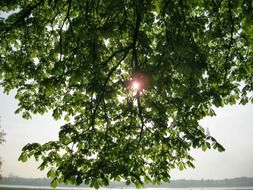 sun behind a green tree branch