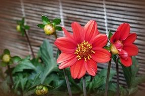 Red flowers in a pots