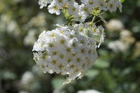 macro photo of White flower bloom in nature