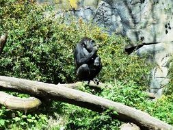 gorilla animal