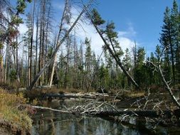 mountain trail stream forest fall