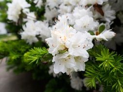 stunning white flower