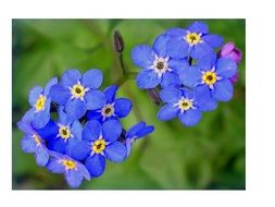 macro photo of blue wild beautiful flowers