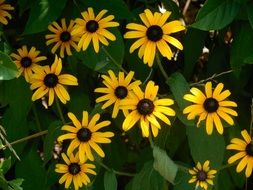 yellow daisies in the meadow
