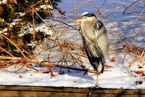 bright stork on the snow in winter