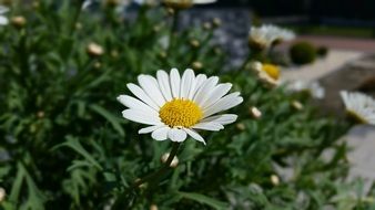white daisy in garden close up